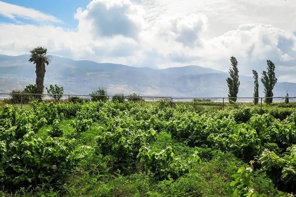 Villa Rania: Ευάερη Βίλα Με Θέα Τη Θάλασσα Lixouri Greece